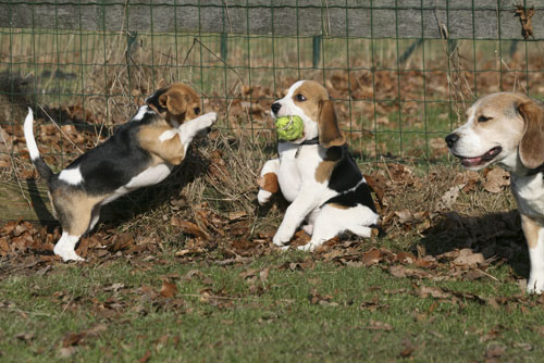 Beagle steigt